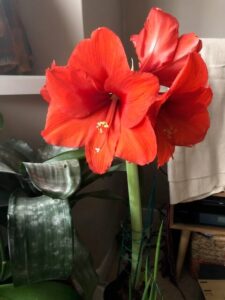 amaryllis