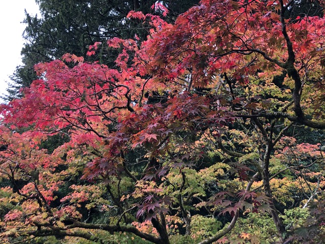 red brown and yellow autumn leaves on tree