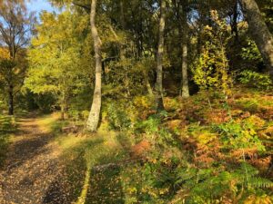 autumn woodland