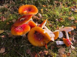 red funghi in woodland