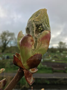 horse-chestnut-bud