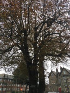 Tree autumn