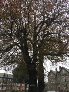 Tree Autumn