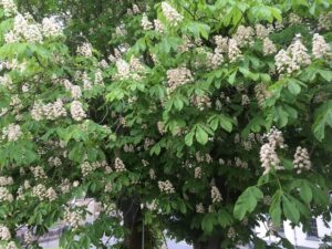 Tree flowers