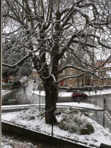 Tree snowjpeg