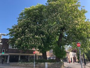 Tree summer