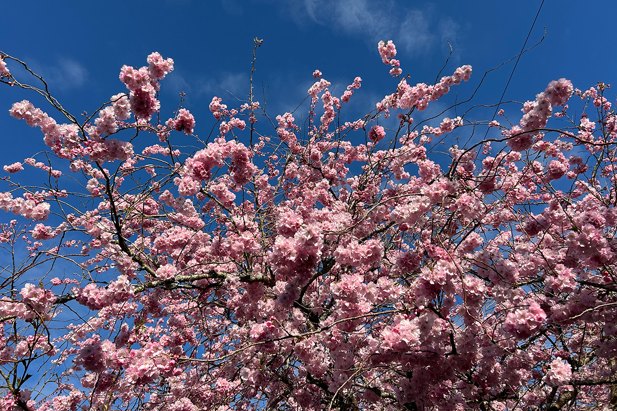 Spring Blossom