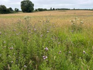 Meadow