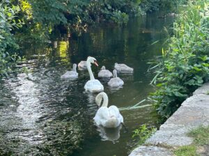 Swans