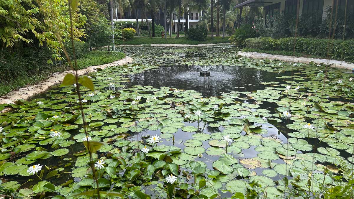 Water lilies in Thailand