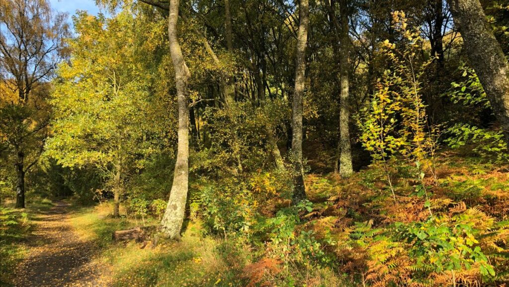 Autumn