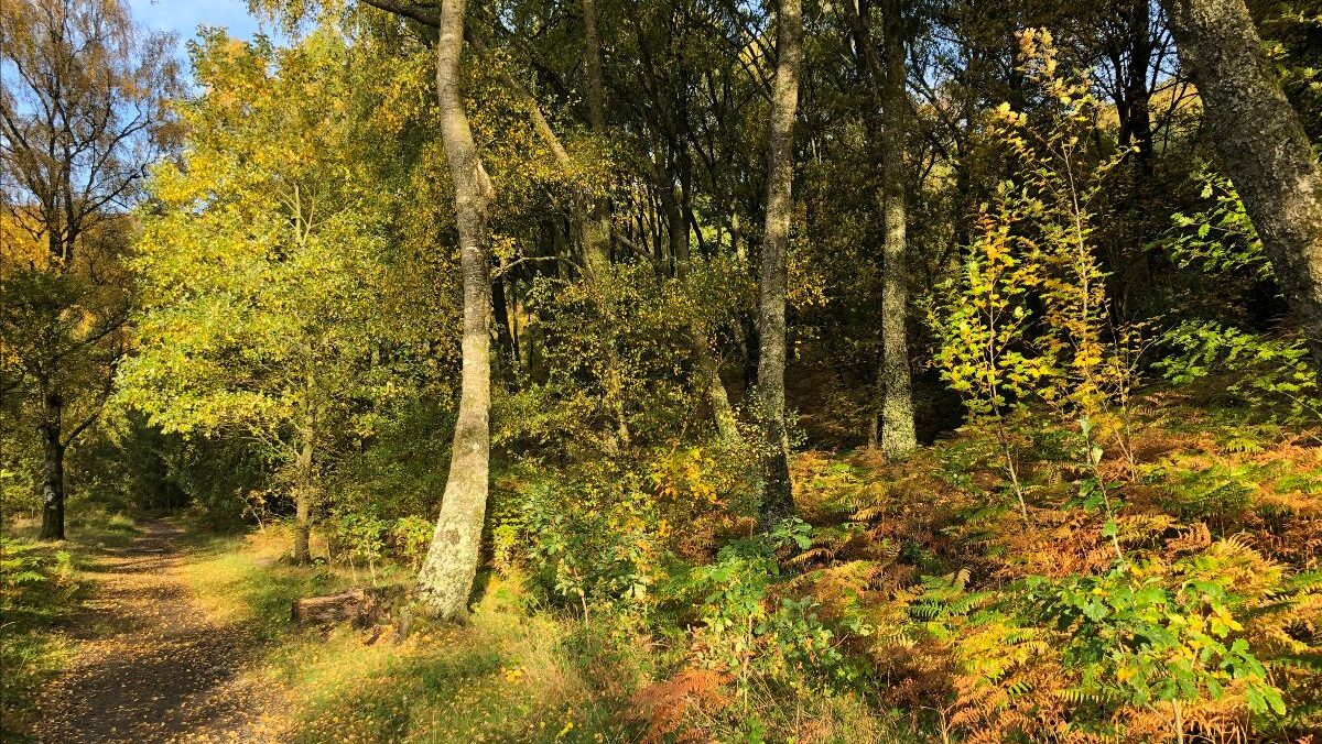 Autumn