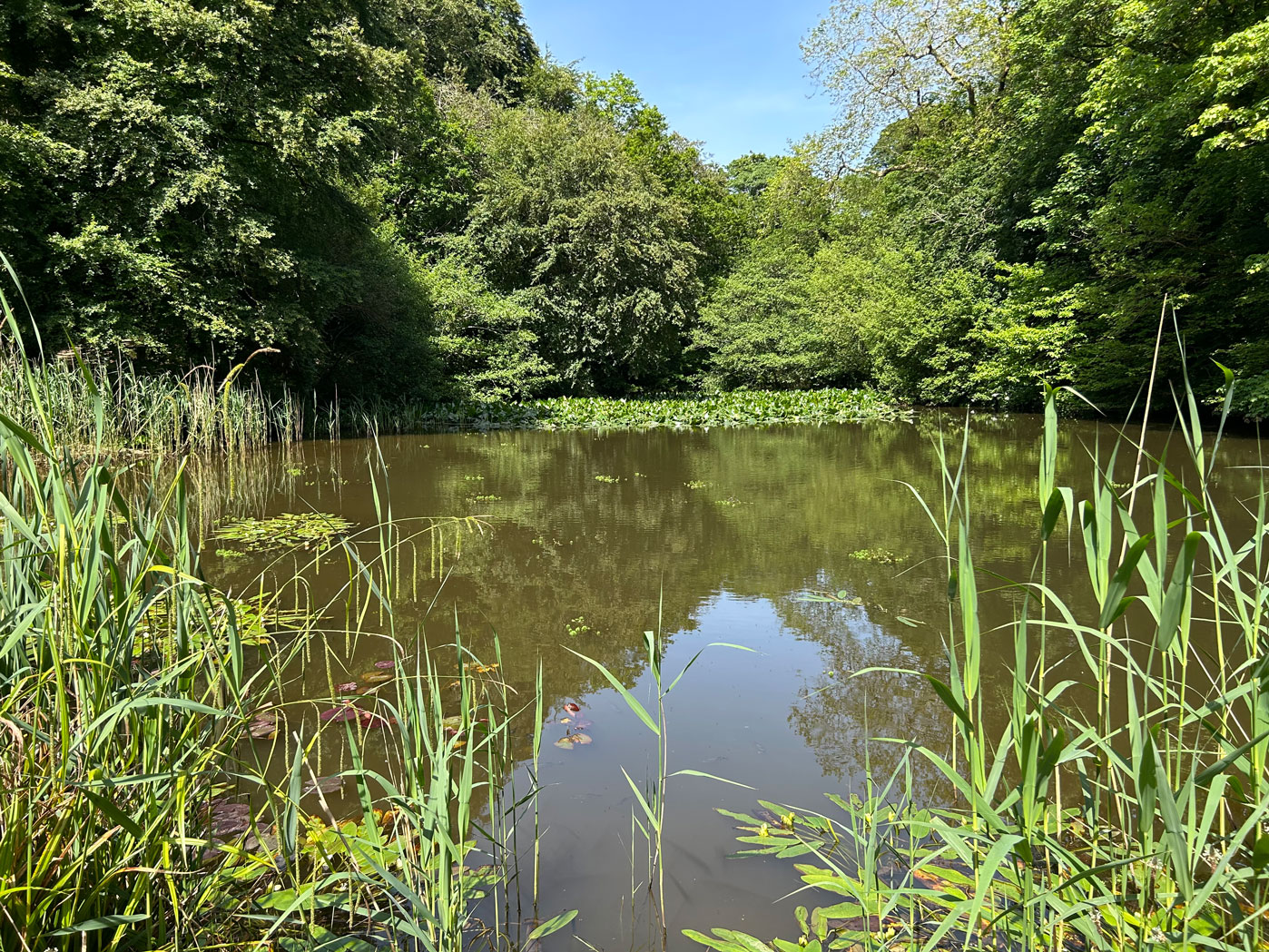 Pond with lilies