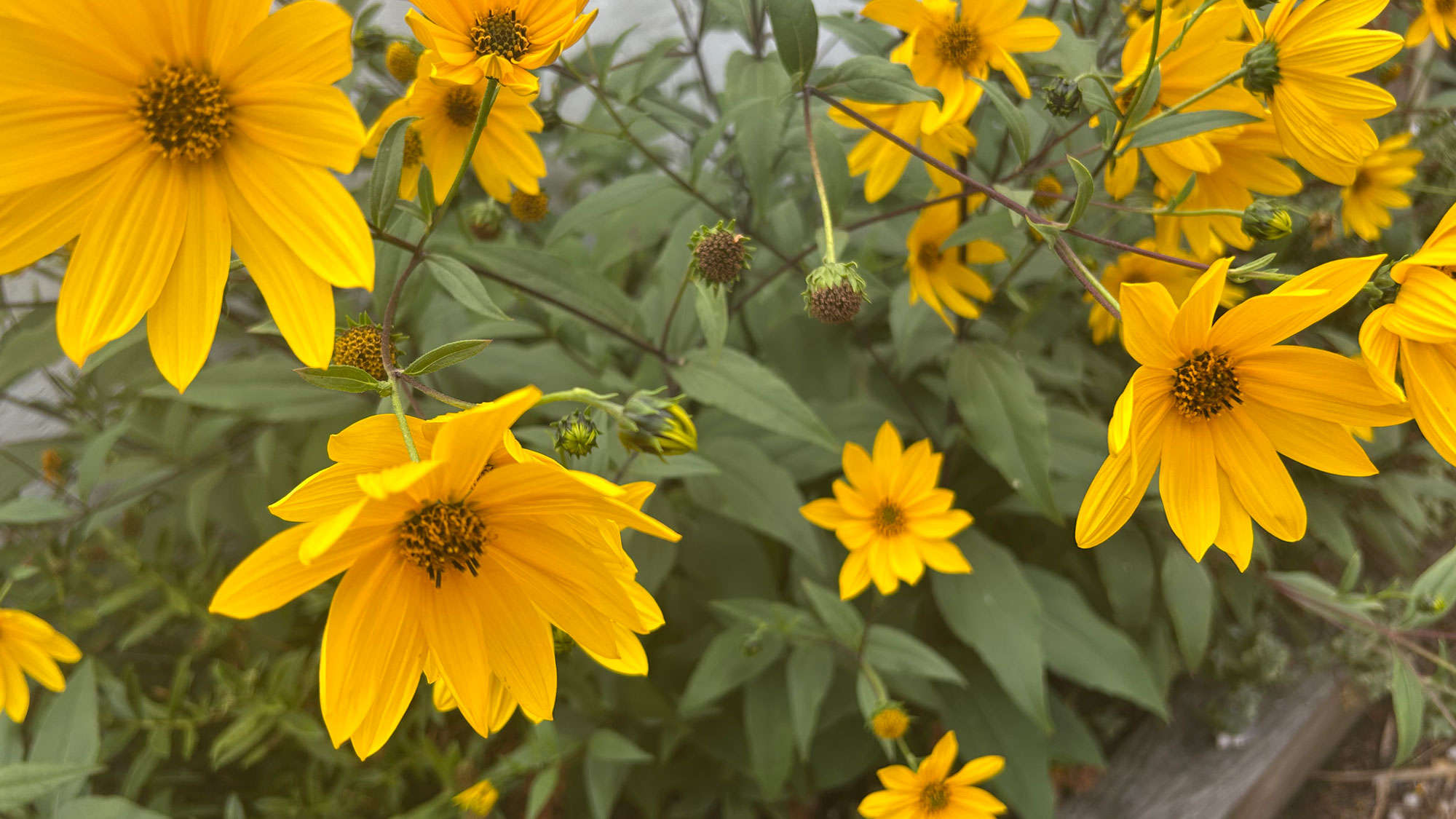 September flowers
